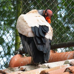 King vulture (Sarcorhamphus papa), 2019-05-25