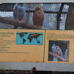 Sign Red-footed falcon, 2019-05-25