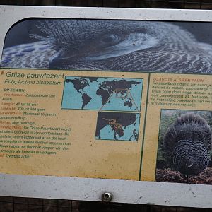 Sign grey peacock pheasant, 2019-05-25