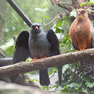 Red-footed falcon pair (Falco vespertinus), 2019-05-25