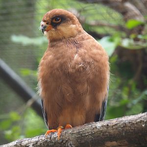 Female Red-footed falcon (Falco vespertinus), 2019-05-25