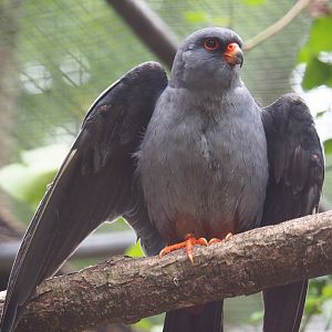 Male Red-footed falcon (Falco vespertinus), 2019-05-25