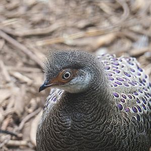 Grey peacock pheasant (Polyplectron bicalcaratum), 2019-05-25