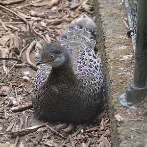 Grey peacock pheasant (Polyplectron bicalcaratum), 2019-05-25