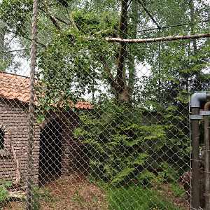 Eurasian great grey owl aviary, 2019-05-25