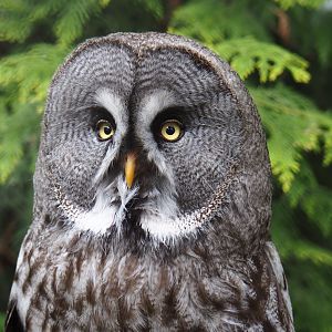 Eurasian great grey owl (Strix nebulosa lapponica), 2019-05-25