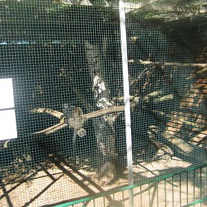 Skærup Zoo - Callithricid exhibit #1