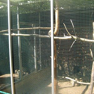 Skærup Zoo - Callithricid exhibit #2