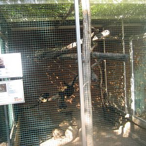 Skærup Zoo - Callithricid exhibit #3