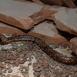 Cape cobra - Naja nivea