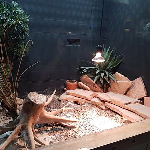 Enclosure Cape cobra