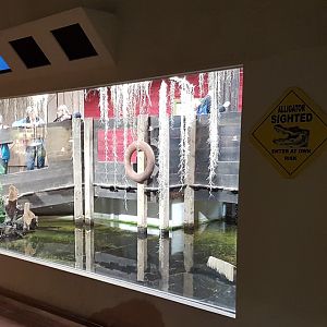 Alligator - Turtle enclosure