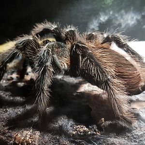 Tarantula