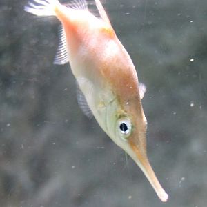 Longspine snipefish - Macroramphosus scolopax