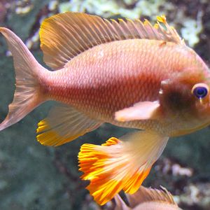 Swallowtail seaperch - Anthias anthias