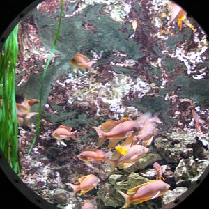 Swallowtail seaperch-aquarium