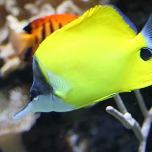 Long-nose butterflyfish - Forcipiger flavissimus