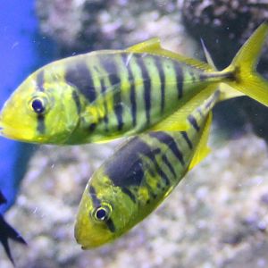 Golden trevallies - Gnathanodon speciosus