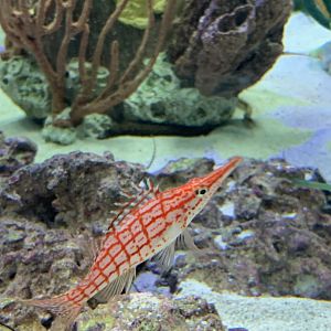 Can somebody Identify please