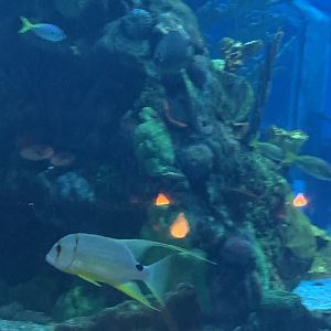 Can somebody Identify