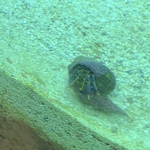 Can somebody Identify please