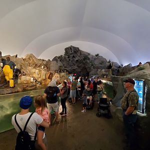 Aug. 2019 - Penguin & Puffin Coast - Penguin Cove