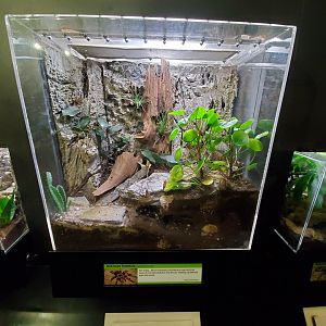 Aug. 2019 - Insectarium - Redknee Tarantula Exhibit