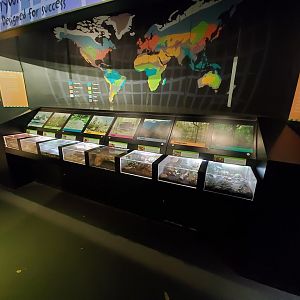 Aug. 2019 - Insectarium - Designed for Success Section