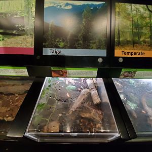 Aug. 2019 - Insectarium - Missouri Millipede Exhibit