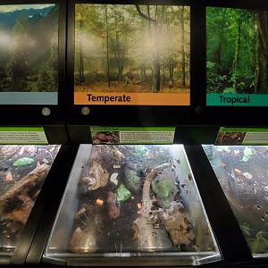 Aug. 2019 - Insectarium - Toothed Globe Snail Exhibit