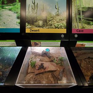 Aug. 2019 - Insectarium - Flat Rock Scorpion Exhibit
