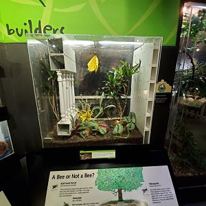 Aug. 2019 - Insectarium - Paper Wasp Exhibit