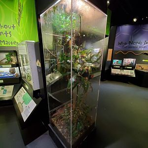 Aug. 2019 - Insectarium - Golden Silk Spider Exhibit