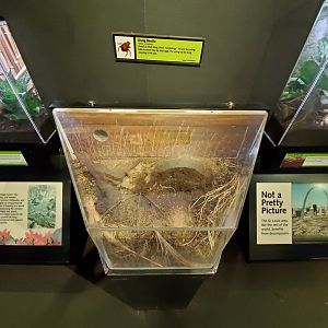 Aug. 2019 - Insectarium - Dung Beetle Exhibit