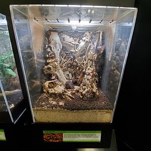 Aug. 2019 - Insectarium - Hide Beetle Exhibit