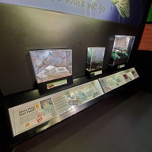 Aug. 2019 - Insectarium - Mealworm Beetle + Leech + Silkworm Exhibits