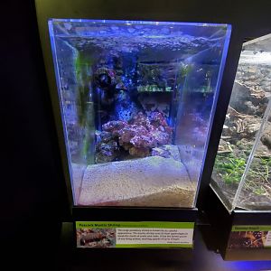 Aug. 2019 - Insectarium - Peacock Mantis Shrimp Tank