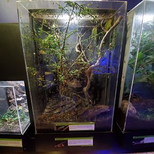 Aug. 2019 - Insectarium - Giant Katydid/Jumping Stick Exhibit