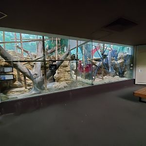 Aug. 2019 - 1925 Primate House - Allen's Swamp Monkey + Mongoose Lemur Exhibits