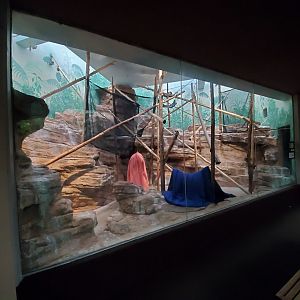 Aug. 2019 - 1925 Primate House - 1 of 2 Indoor Coquerel's Sifaka Exhibits