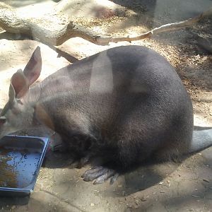 Active Padme (a rare sight)