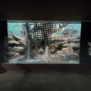 Aug. 2019 - 1925 Primate House - Francois' Langur/Spectacled Langur Exhibit