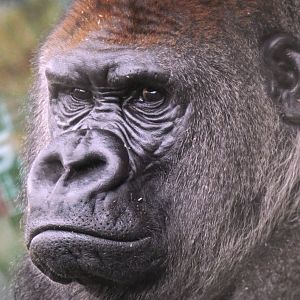 Aug. 2019 - Fragile Forest - Jungle of the Apes - Nadaya