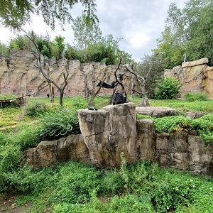 Aug. 2019 - Fragile Forest - Jungle of the Apes - Chimpanzee Exhibit