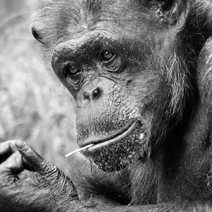 Aug. 2019 - Fragile Forest - Jungle of the Apes - Chimpanzee