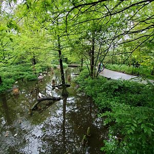 Aug. 2019 - 1904 Cypress Swamp (20+ Species)