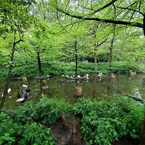 Aug. 2019 - 1904 Cypress Swamp (20+ Species)