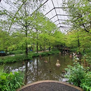 Aug. 2019 - 1904 Cypress Swamp (20+ Species)