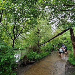 Aug. 2019 - 1904 Cypress Swamp (20+ Species)