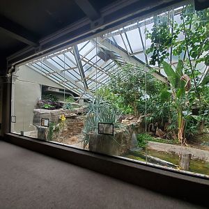 Aug. 2019 - 1927 Herpetarium - Dwarf Caiman + Shingleback Skink + [Empty/Former] Komodo Dragon Exhibit